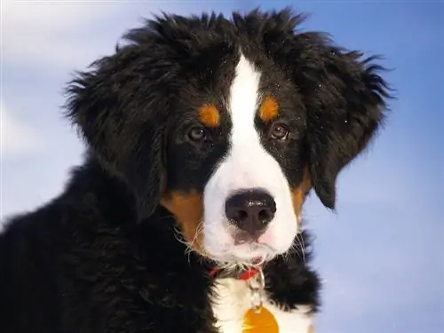 Store Berner Sennen (Berner Sennenhund & Store Pyrenæer Mix): Info, billeder, fakta