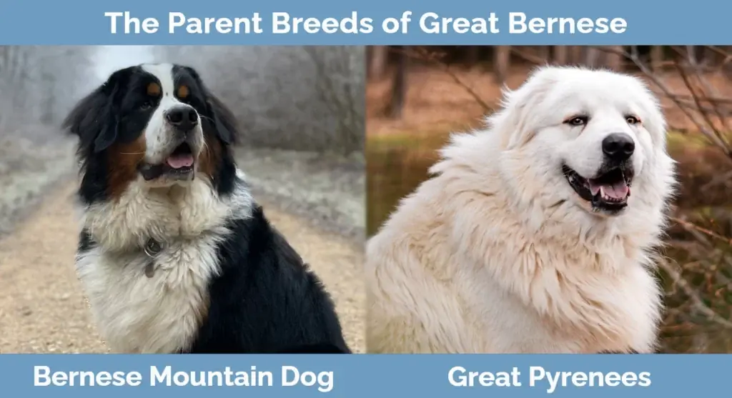 พ่อแม่พันธุ์ของ Great Bernese