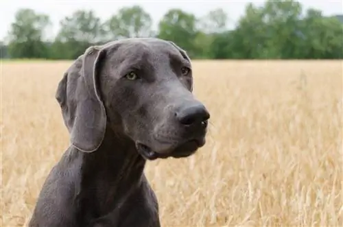 Gran Weimar (Gran danés & Weimaraner Mix): información, imágenes, hechos