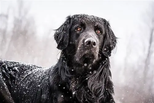 golden newfie golden retriever og newfoundland blanding