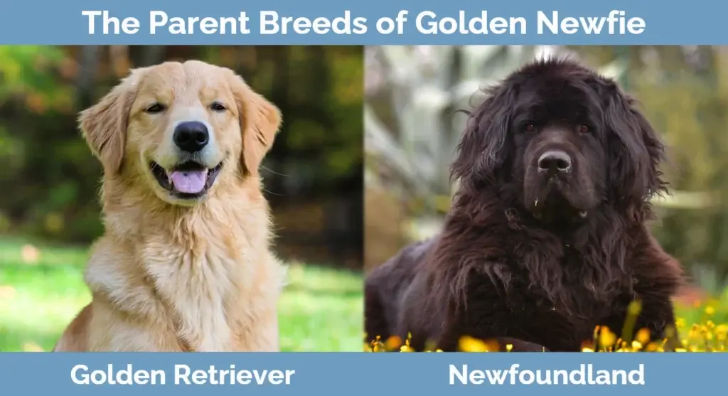 Golden Newfie vecāku šķirnes