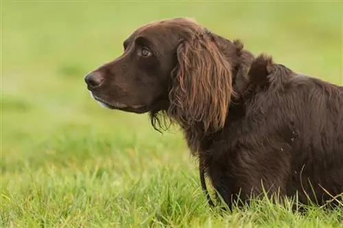 Duitse langharige wijzer op de grass_Burry van den Brink_Shutterstock