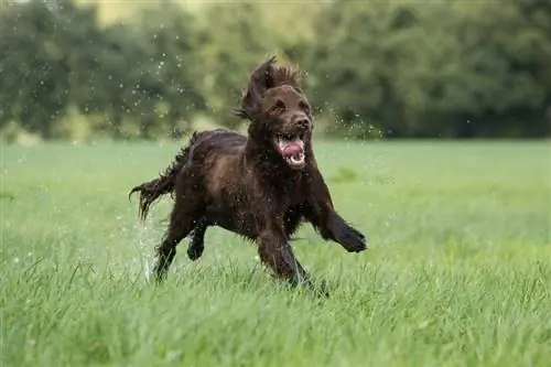 Câine care alergă pe câmp_Burry van den Brink_shutterstock