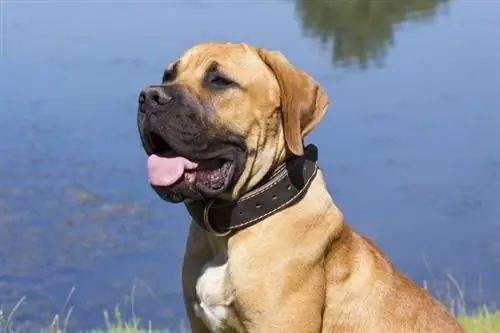 ወርቃማው Bullmastiff Retriever