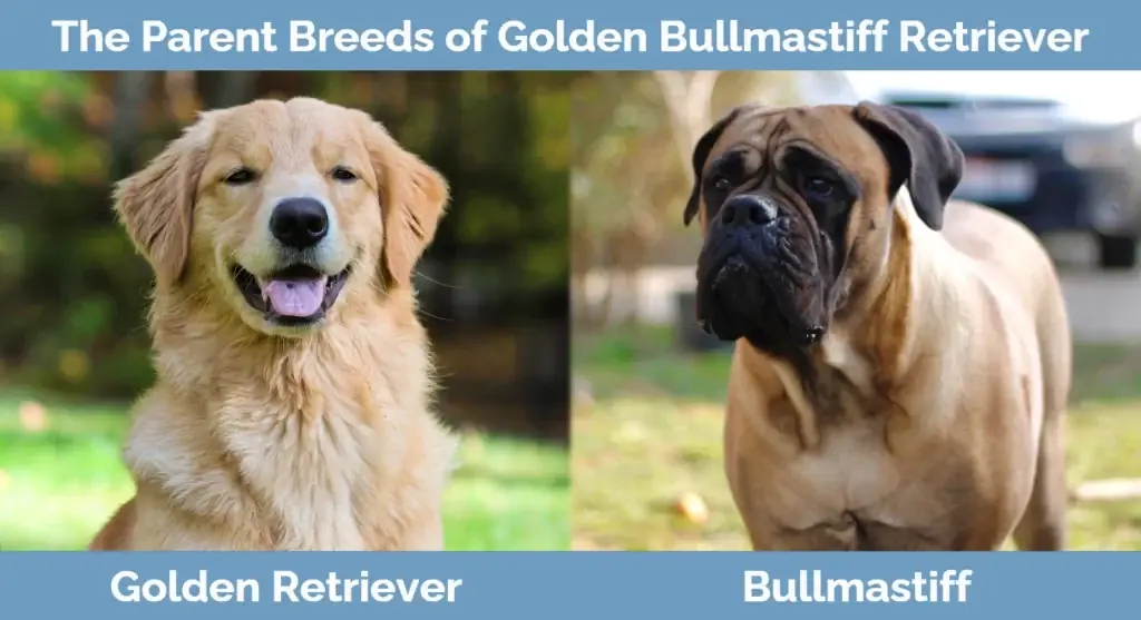 Ang magulang ay nag-breed ng Golden Bullmastiff Retriever