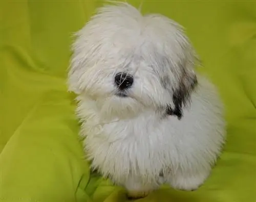 Coton de Tulear zelená