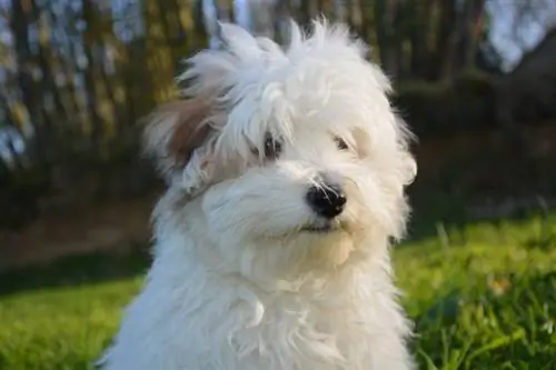 Coton De Tulear: Informações sobre a raça do cão, fotos & Fatos