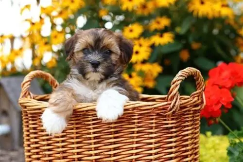 shorkie puppy