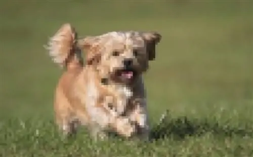 Shorkie (Shih-Tzu & Yorkshire Terrier Mix): info, foto's, feiten