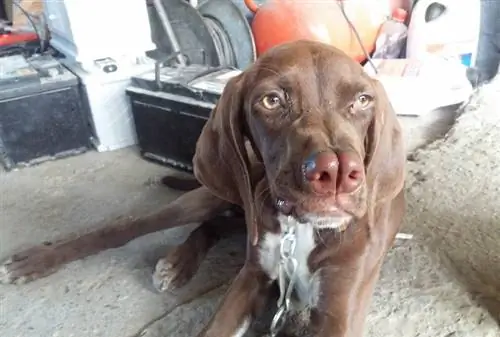 Tarsus Catalburun Turkish Pointer