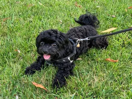 anak anjing doggy hitam (Rusia Tsvetnaya Bolonka) berbaring di rumput