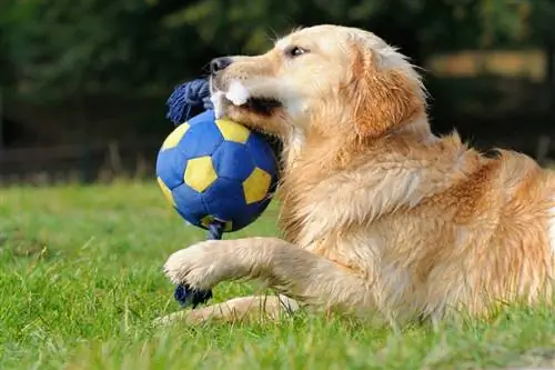 petite golden retriever