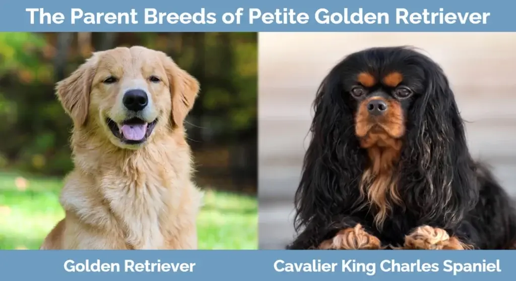 พ่อแม่พันธุ์ของ Petite Golden Retriever