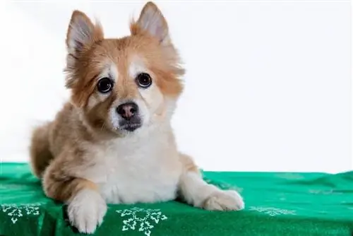 Pom-Shi (Pomeranian & Shiba-Inu Mix): Infos, Photos, Faits