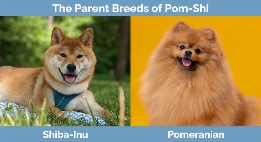 Les races parentales de Pom-Shi