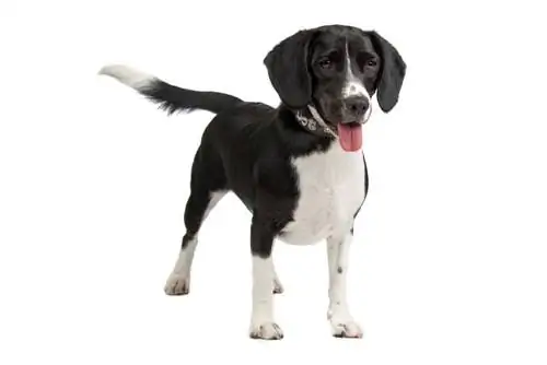 Beagle və Cocker Spaniel