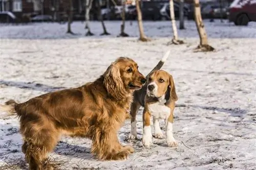 Beagle və Cocker Spaniel