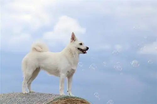 Buhund norvégien debout