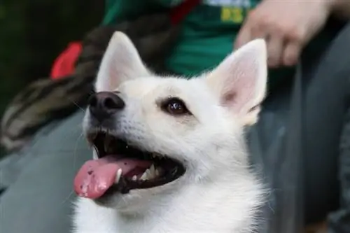 Norwegian Buhund na tuta