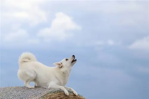 Ο Νορβηγός Buhund ουρλιάζει