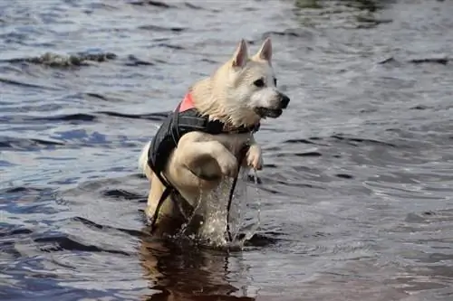 Buhund norueguês nadando no rio