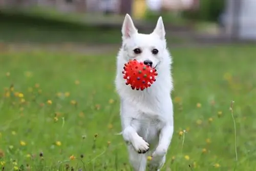 Norwegian Buhund com uma bola