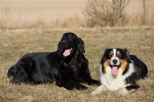 avstraliyalı çoban düz örtüklü retriever