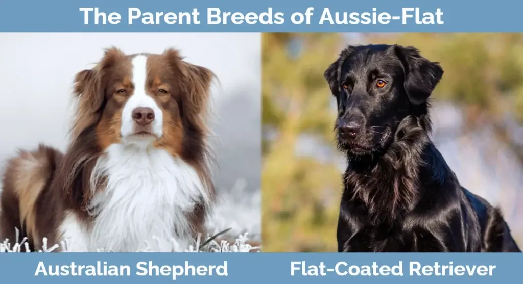 Pagrindinės Aussie-Flat veislės