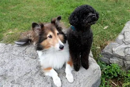 Sheltidoodle Shetland Sheepdog Poodle