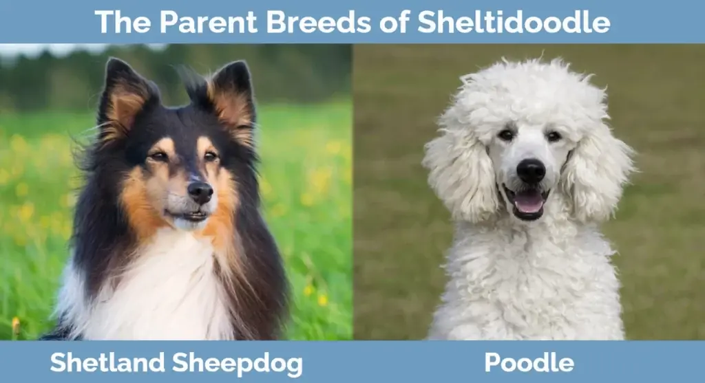 Ang magulang ay nag-breed ng Sheltidoodle