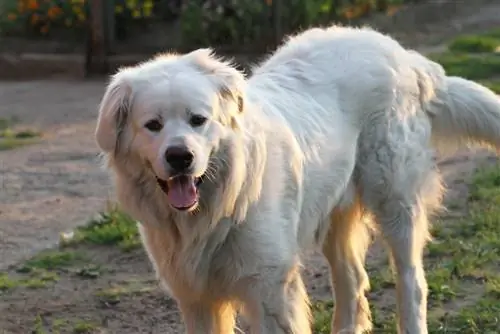 Baka Anjing Slovensky Cuvac: Maklumat, Gambar & Fakta