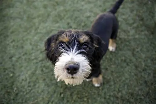 Shorgi (Corgi & Shih-Tzu Mix): Informace, obrázky, fakta