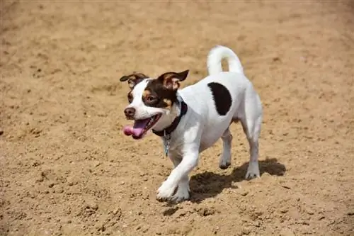 Raggle (Beagle & Mix Rat Terrier): Informace, obrázky, fakta