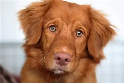 Κινηματογράφηση σε πρώτο πλάνο της Nova Scotia Duck Tolling Retriever