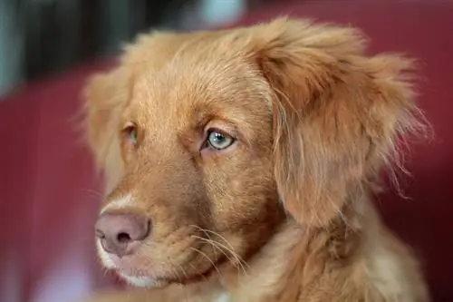 Nova Scotia Duck Tolling Retriever costat del cadell