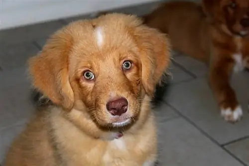 Nova Scotia Duck Tolling Retriever puppy