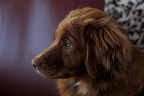 Πλευρά Nova Scotia Duck Tolling Retriever