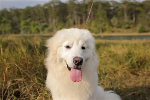 Golden Sammy (Golden Retriever & Samoyed Mix): informacje, zdjęcia, fakty