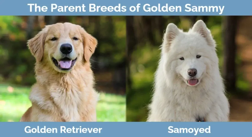 Ang magulang ay nag-breed ng Golden Sammy