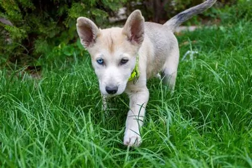 Filhote de cachorro Gerberian Shepsky