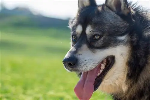 Gerberian Shepsky (German Shepherd & Siberian Husky Mix): Info, bilder, fakta