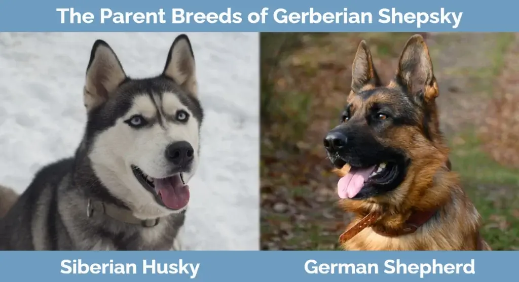 Rodičovské plemená Gerberian Shepsky