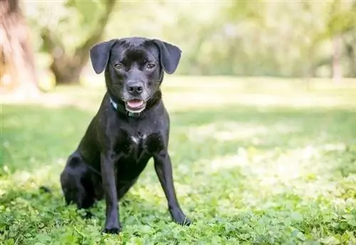 Labbe Dog (Labrador Retriever & Beagle Mix): info, foto's, feiten