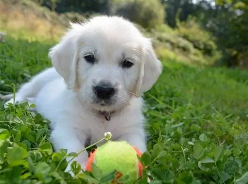 Anak anjing Golden Pyrenees Great Pyrenees Golden Retriever Mix