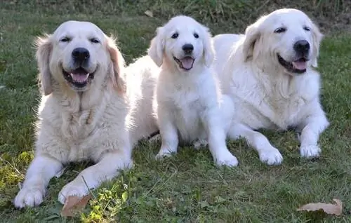 Golden Pyrenees hvalp og voksne Great Pyrenees Golden Retriever Mix