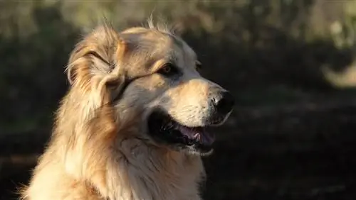 Golden Pyrenese adult sa araw