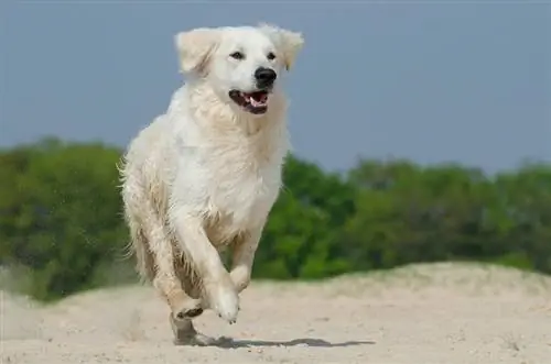 zlatne pirane trče po plaži