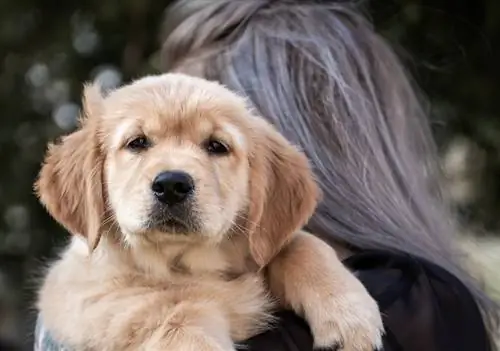 Golden Pyrenees (Great Pyrenees & Golden Retriever Mix): informații, imagini, fapte