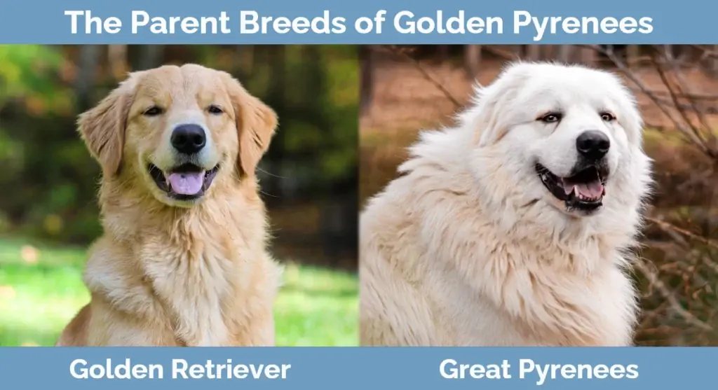 Induknya berkembang biak dari Golden Pyrenees