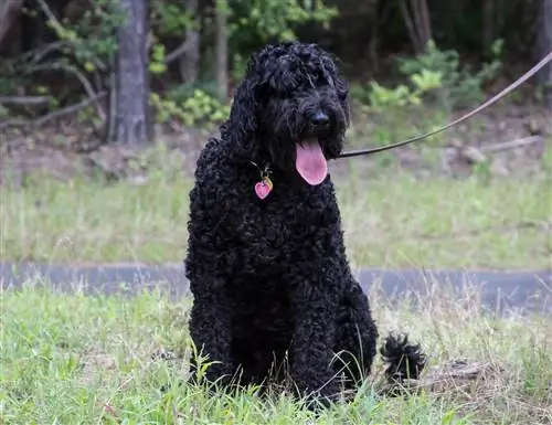 Riesenschnauzer (Riesenschnauzer & Pudelmix): Infos, Bilder, Fakten